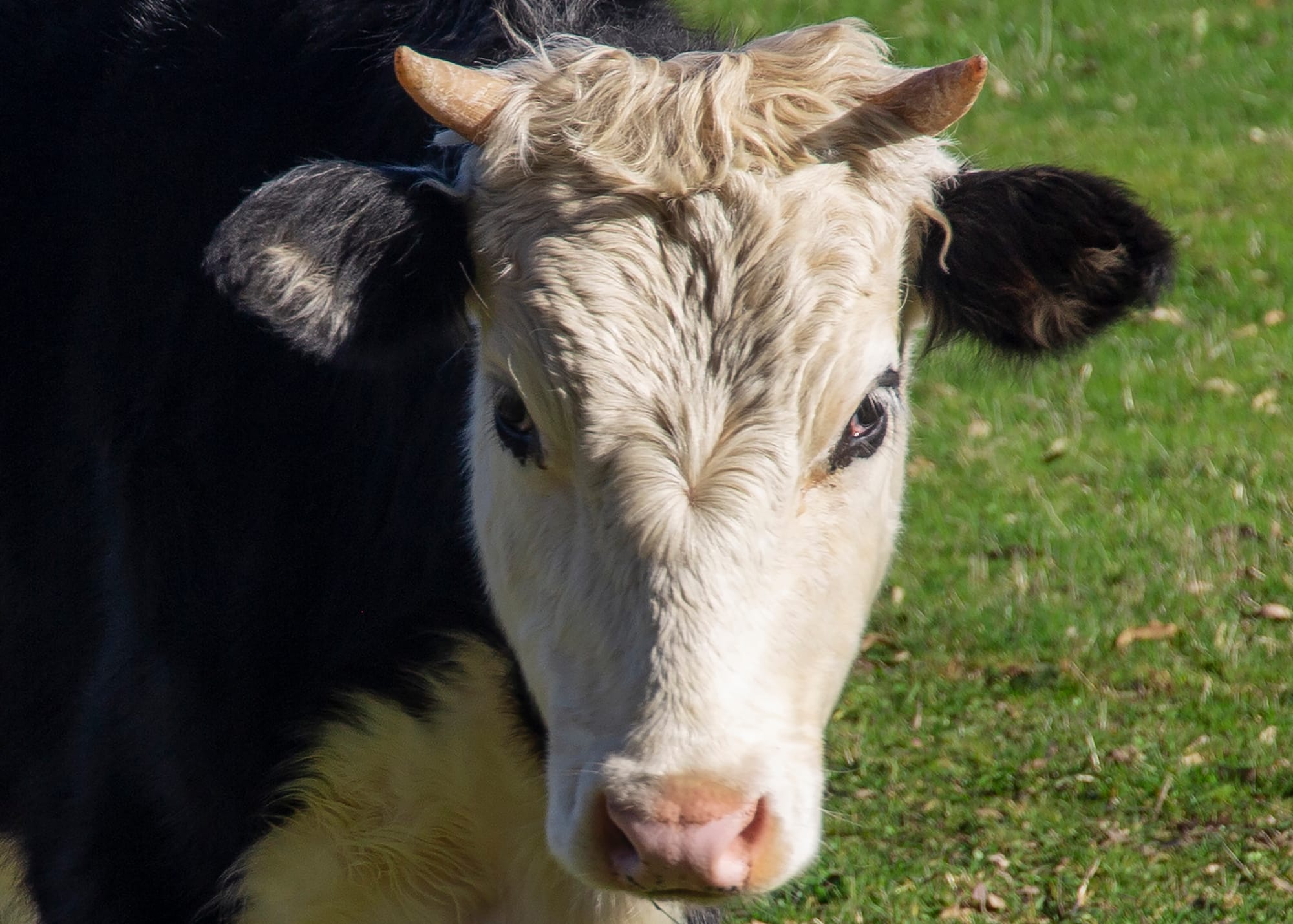 Farm fined for effluent