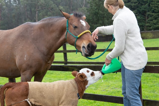 Horse & Calf - 26.08.2021  