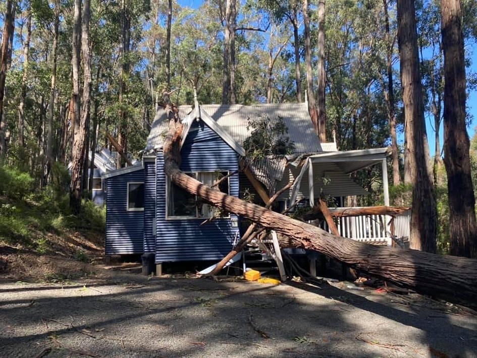 Falling tree causes extensive damage