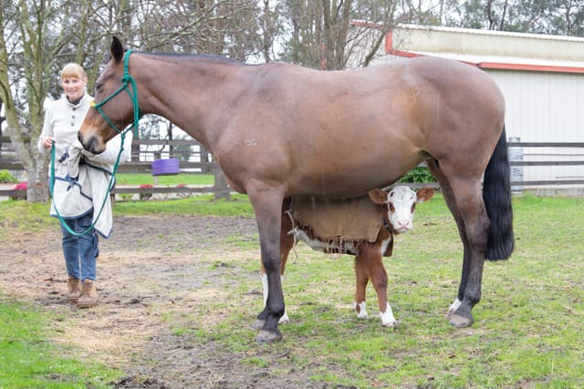 Horse & Calf - 26.08.2021  