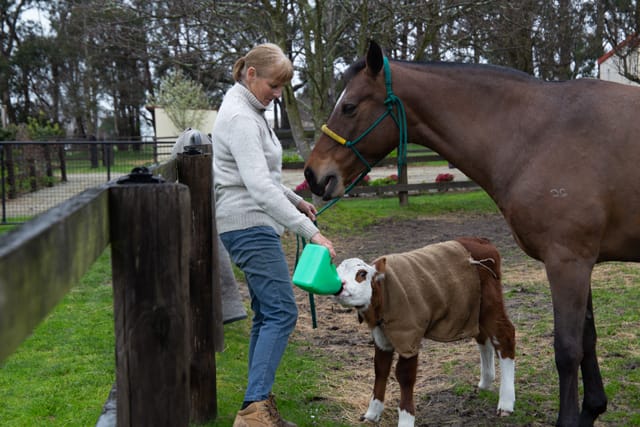 Horse & Calf - 26.08.2021  