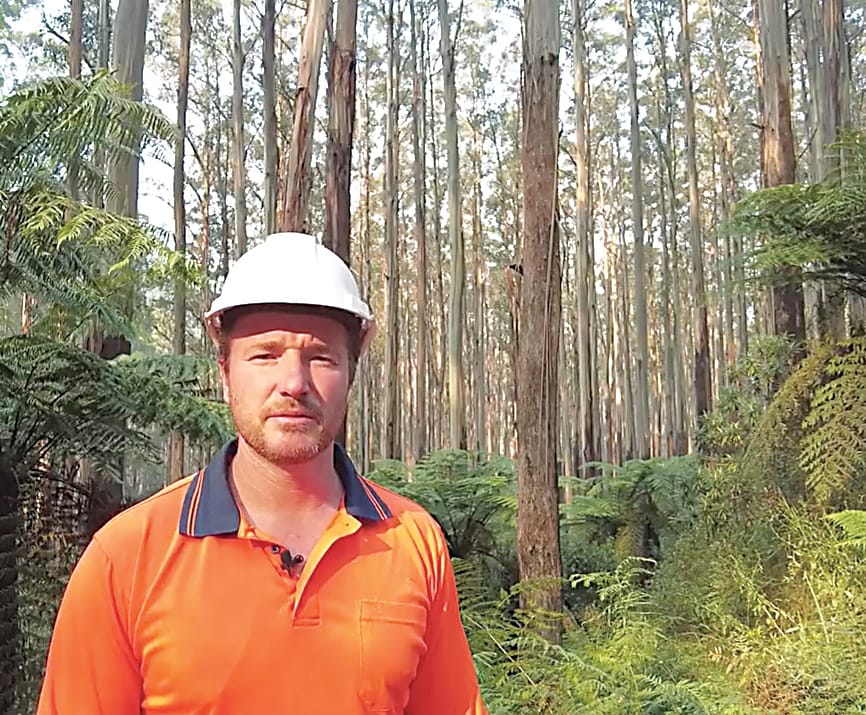 Arborist argues timber ban creates greater fire risk