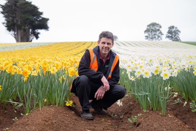 Spring Daffodils- 26.08.2021