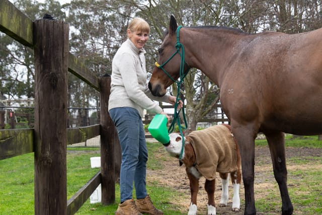 Horse & Calf - 26.08.2021  