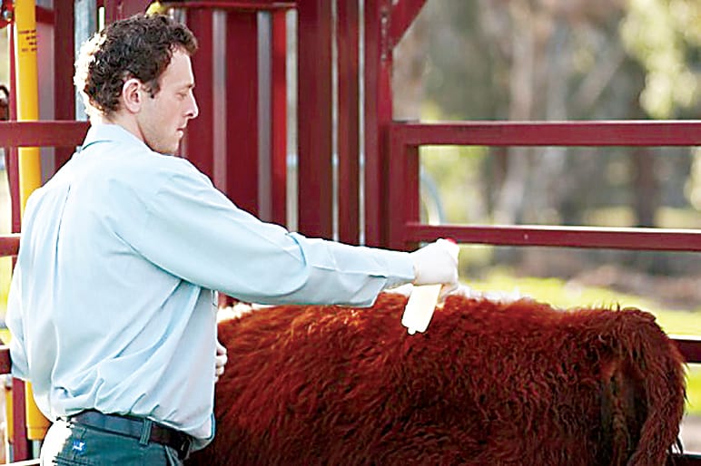Itching to scratch liceand ringworm in cattle