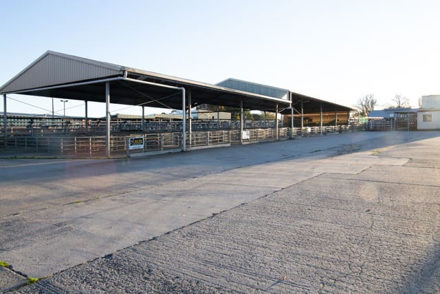 Sale Yards - 06.05.2021 