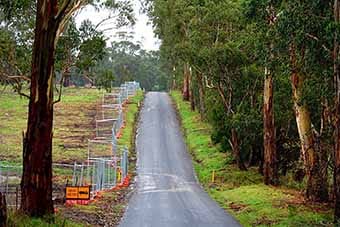 Gum tree removal causes stir in Drouin