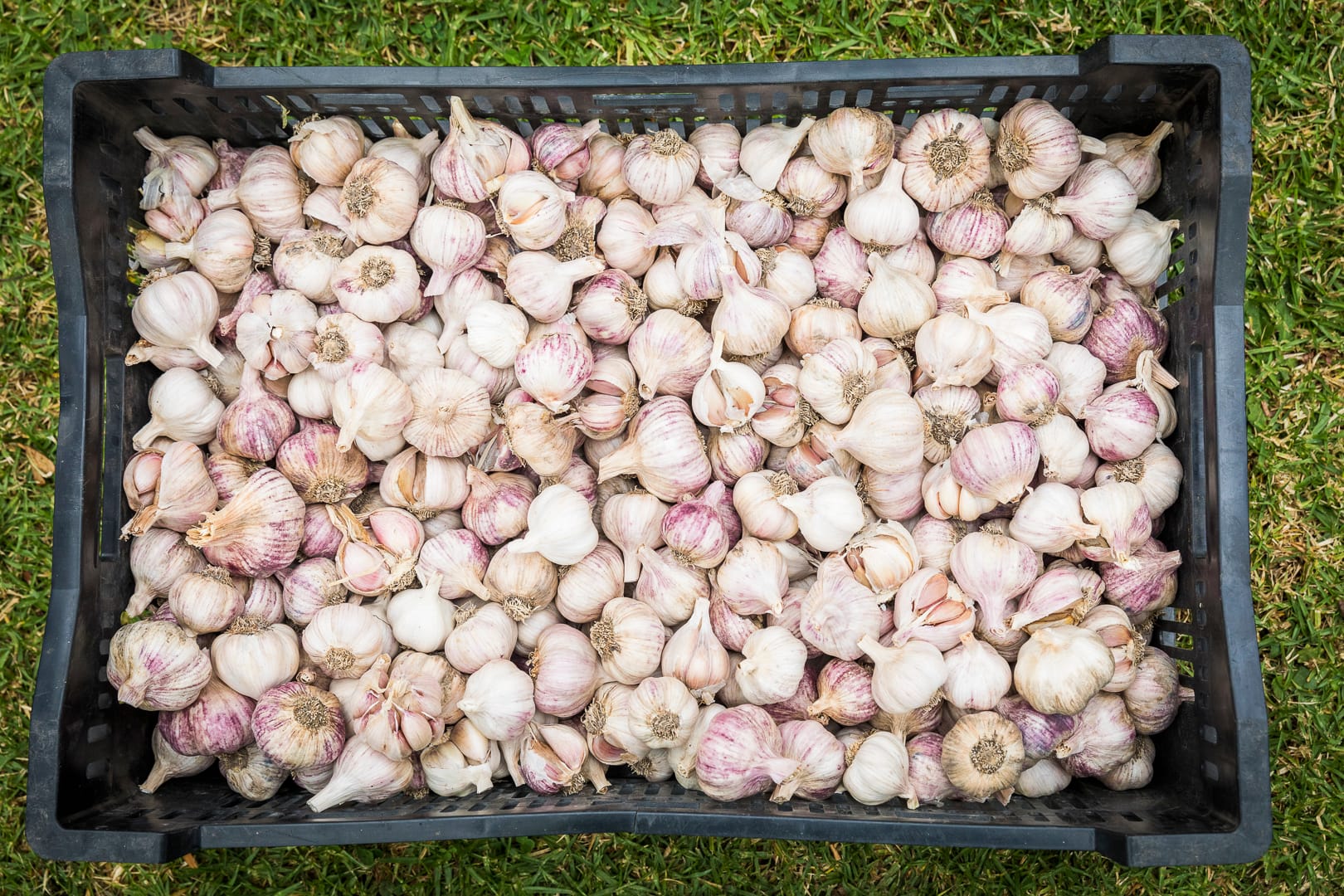 All things garlic in Meeniyan