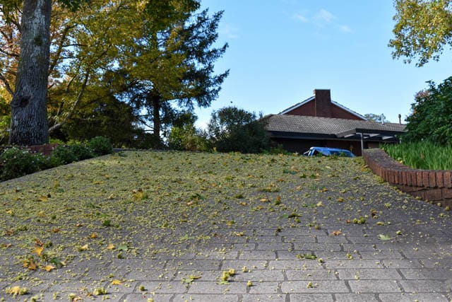 Meadow Court Trees - 25.04.2023