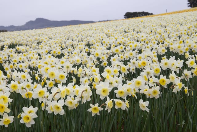 Spring Daffodils- 26.08.2021 
