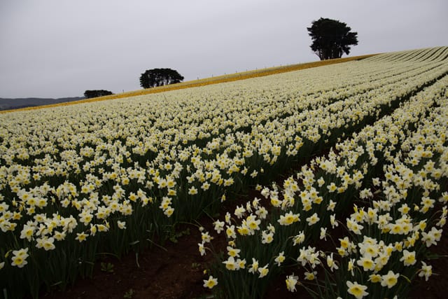 Spring Daffodils- 26.08.2021 