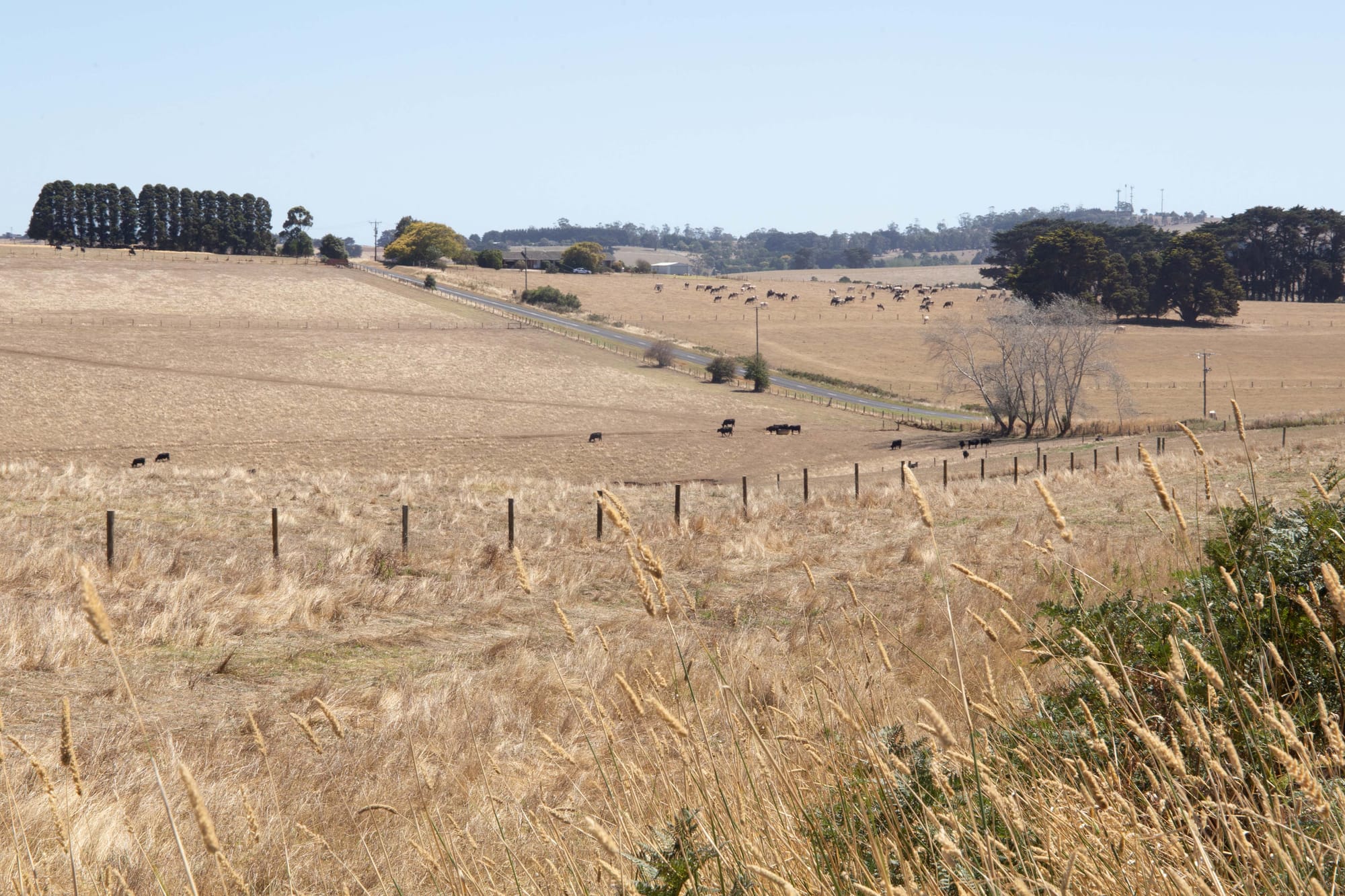 Dry Paddocks - 03.03.2022