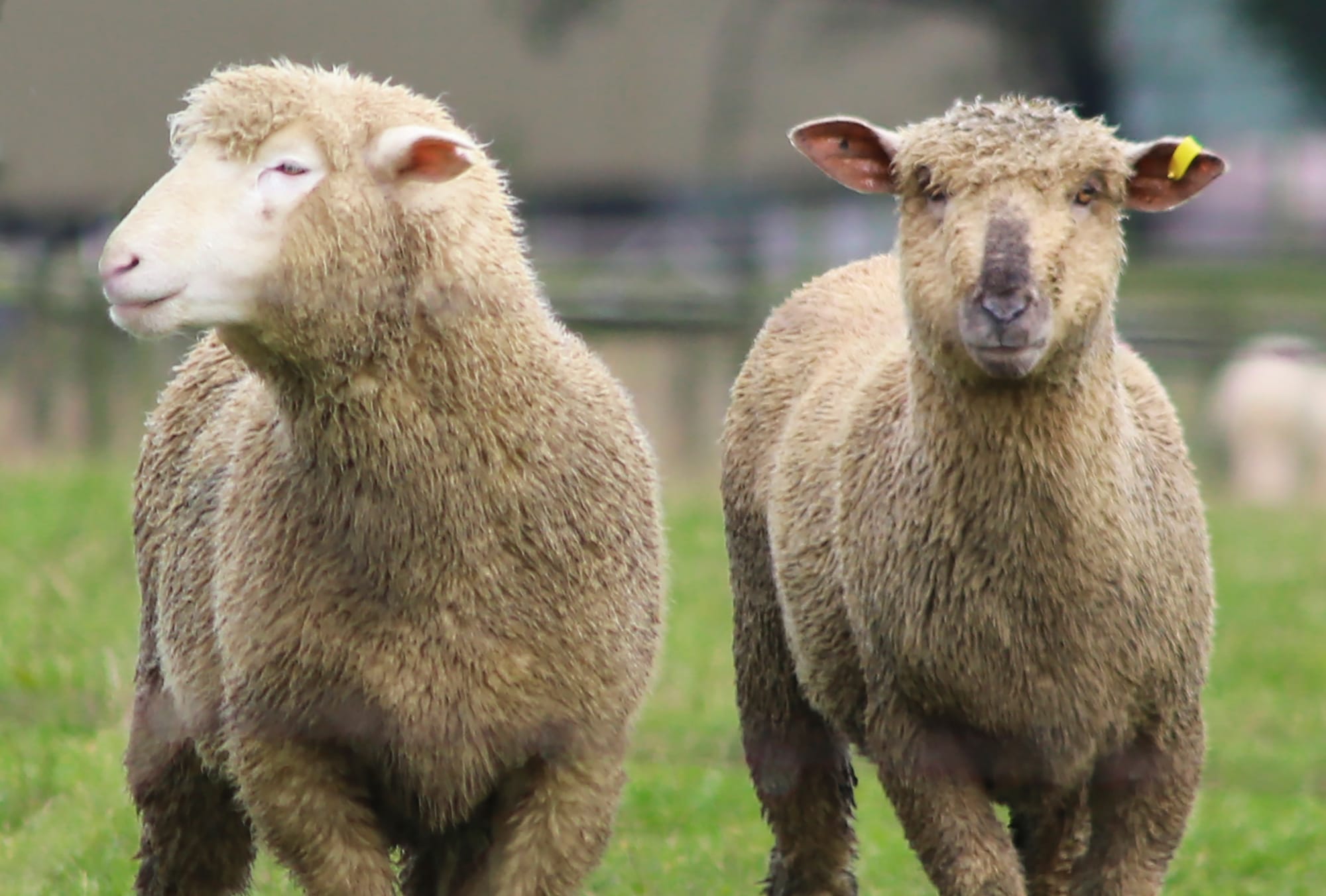 10-year ban from owning farm animals