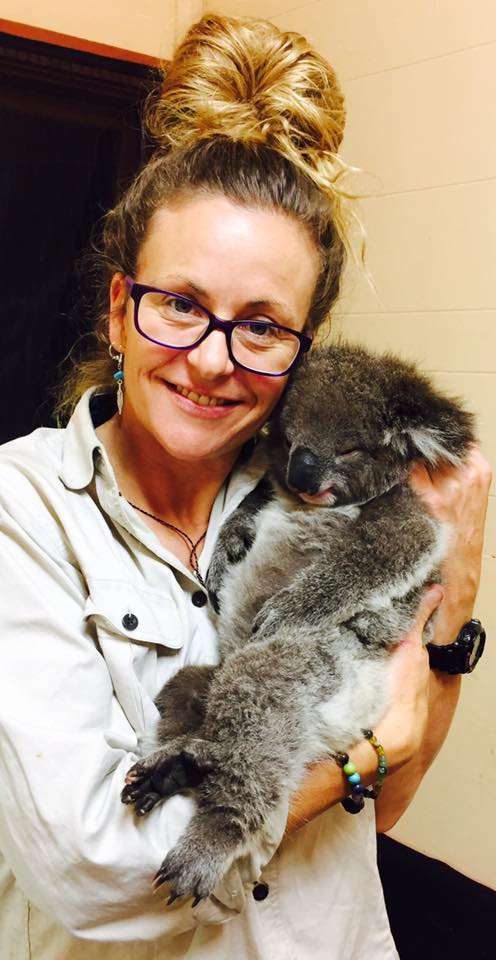 Citizen scientists needed for koala study