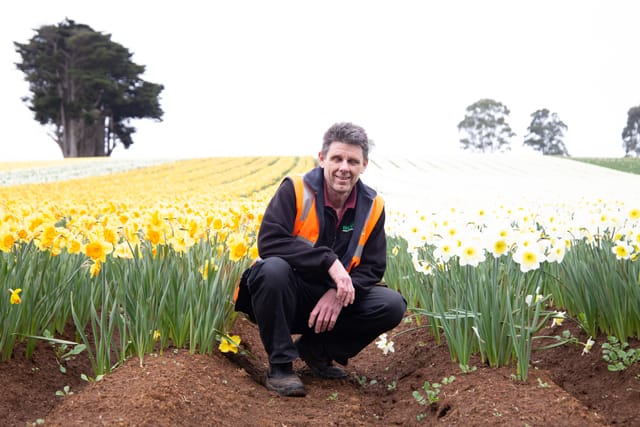 Spring Daffodils- 26.08.2021 