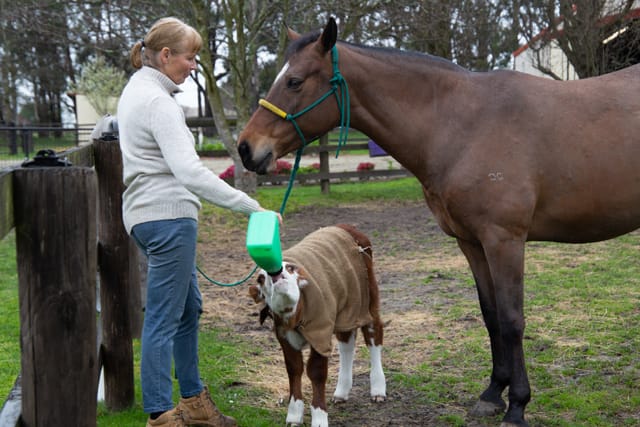 Horse & Calf - 26.08.2021  