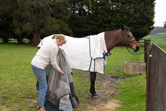 Horse & Calf - 26.08.2021  