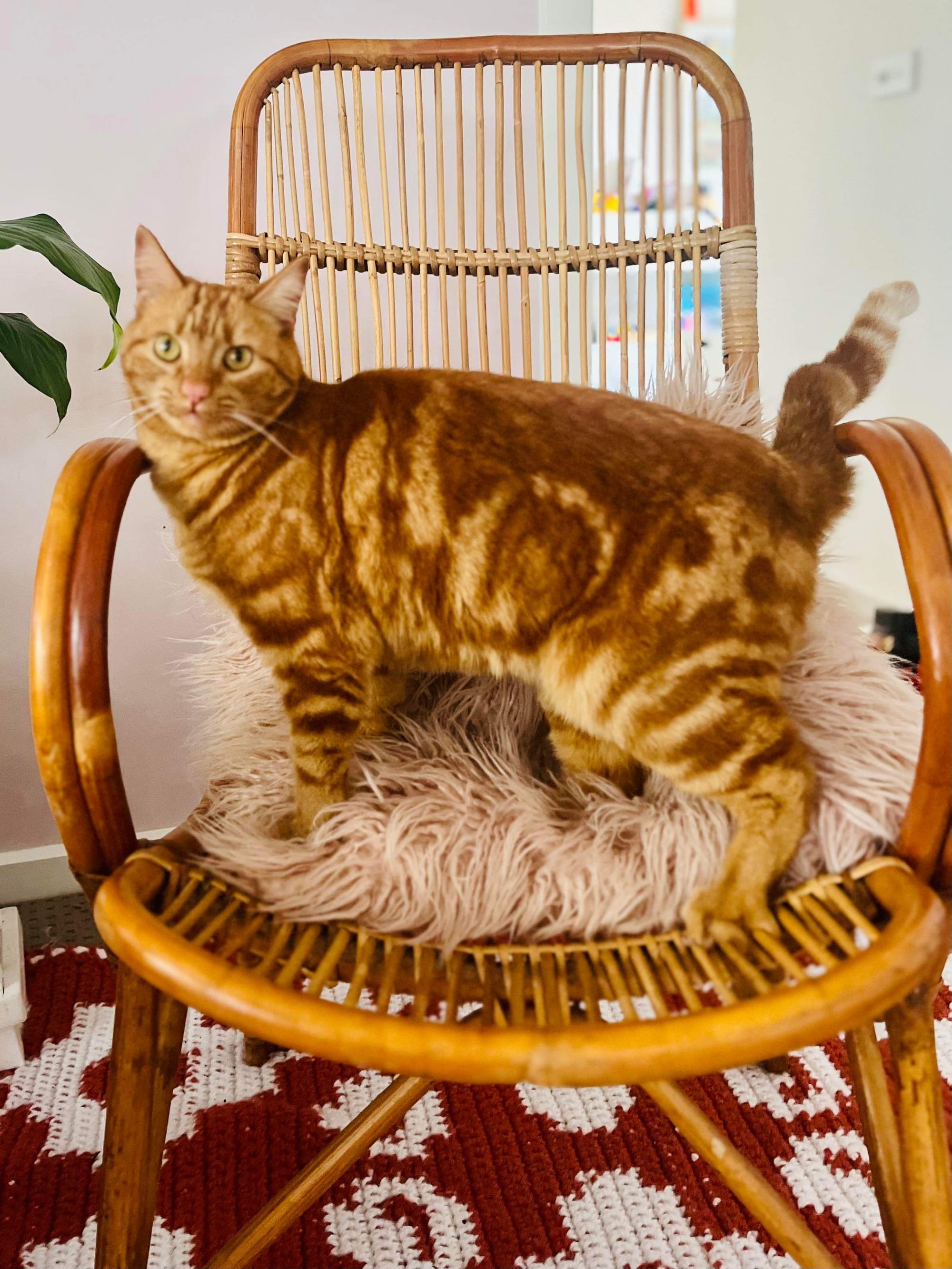 Gerald welcomed home after five day rescue