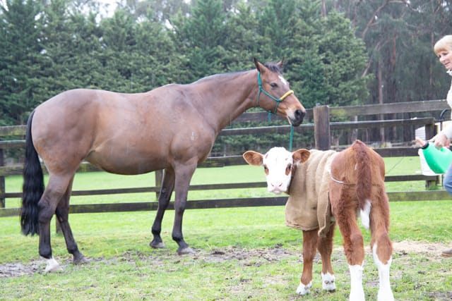 Horse & Calf - 26.08.2021  