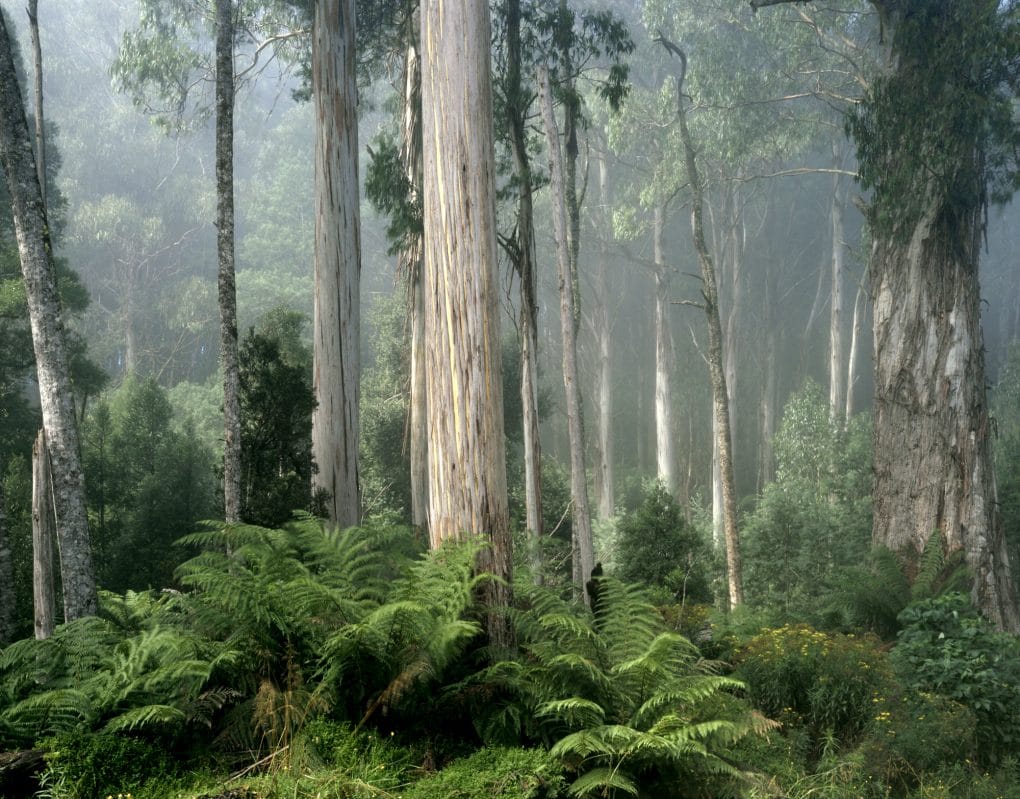 Creating a dialogue on forestry