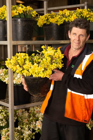 Spring Daffodils- 26.08.2021 