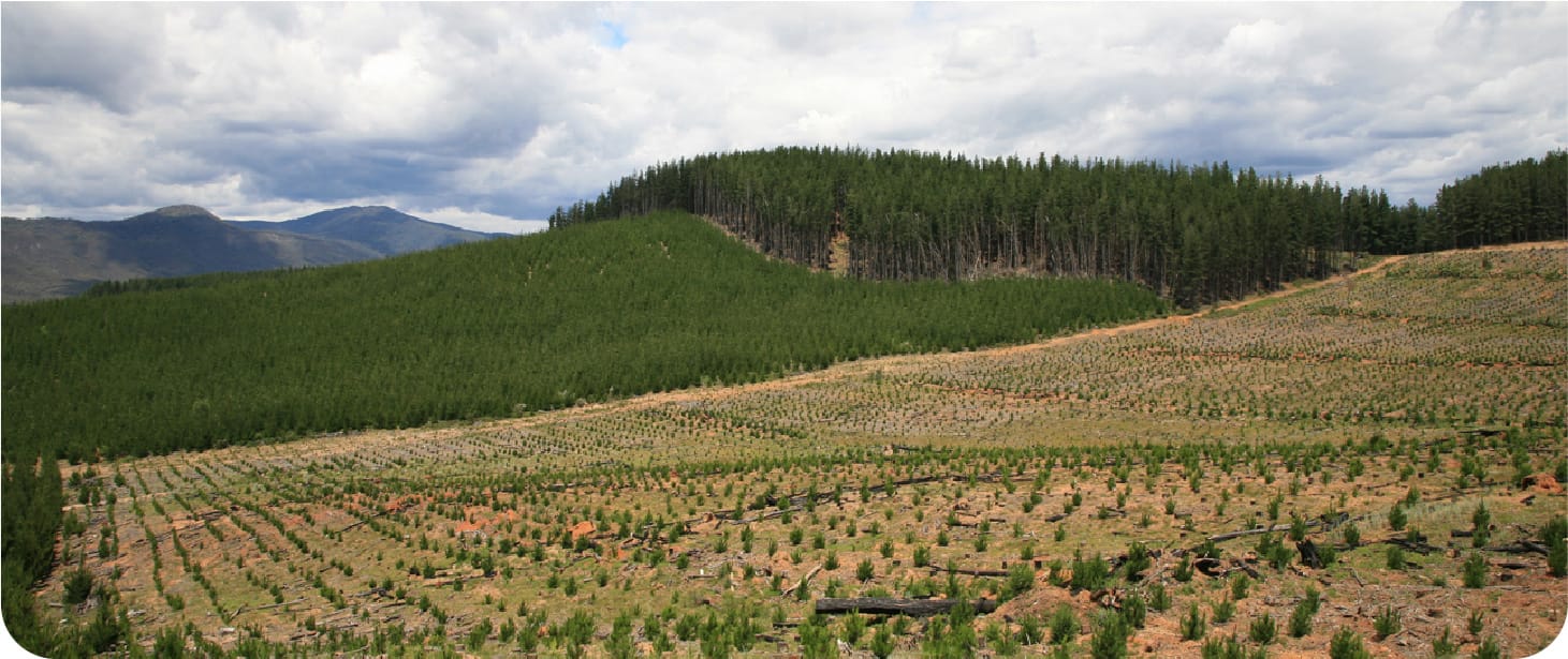 Deal to expand plantations