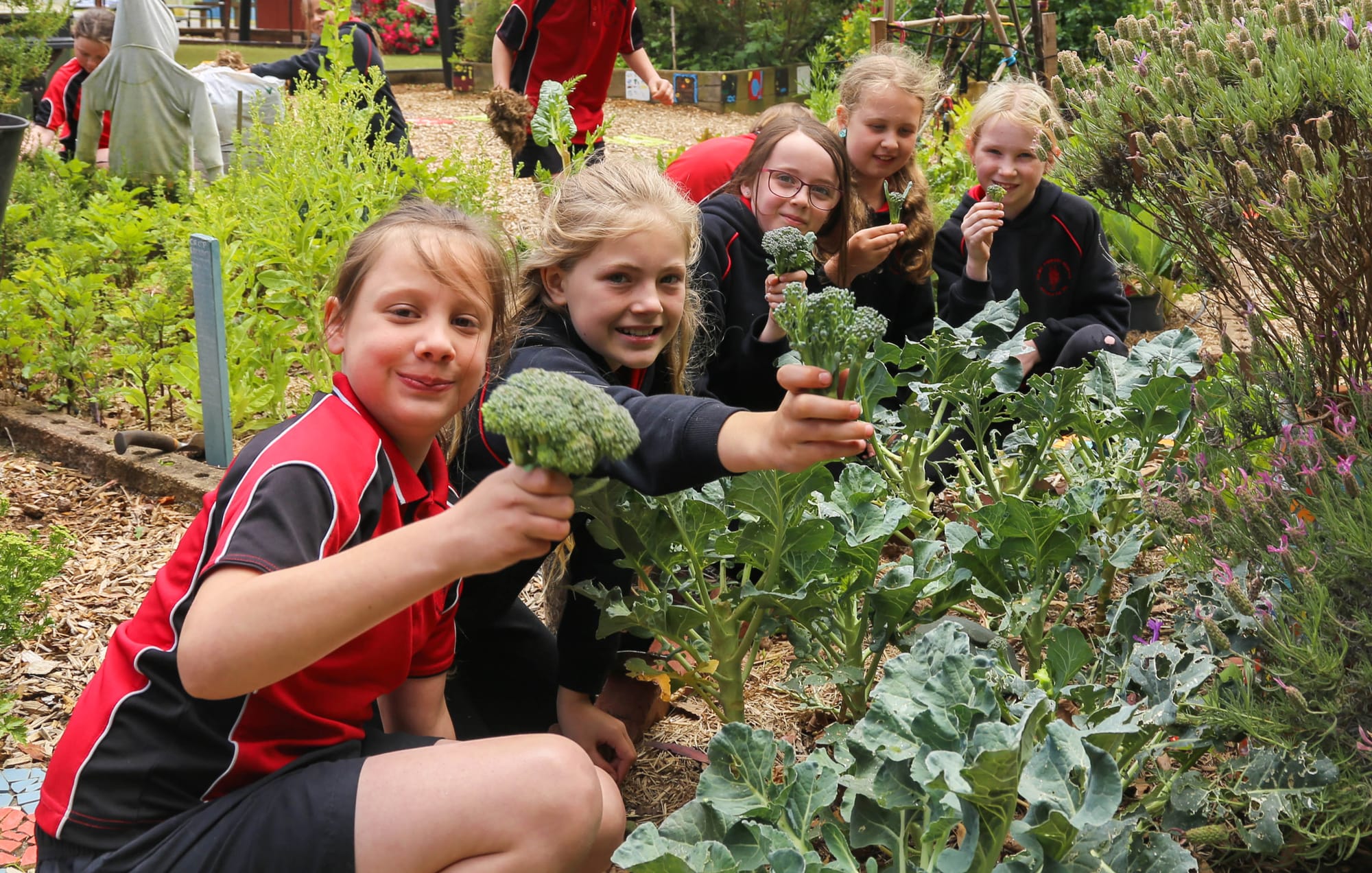 Garden to plate at award winning Nilma PS