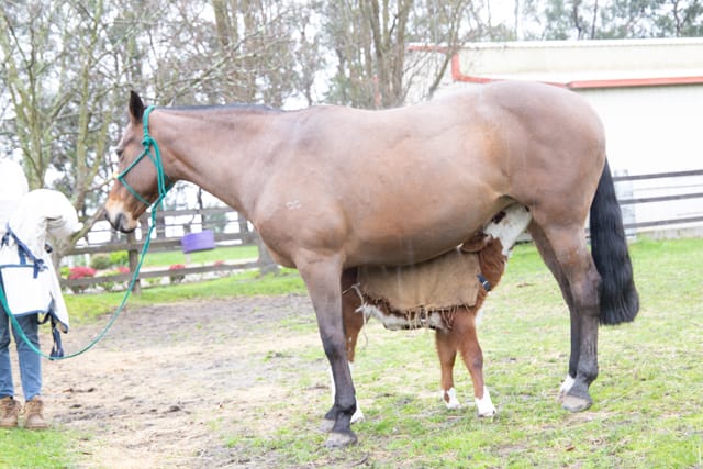 Horse & Calf - 26.08.2021  