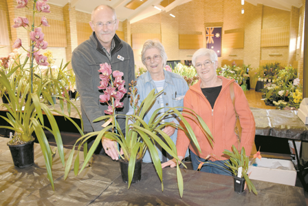 Orchids on show