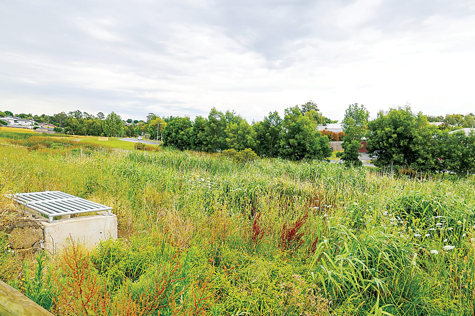 Tree removal upsets Drouin residents