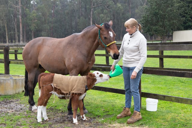 Horse & Calf - 26.08.2021  