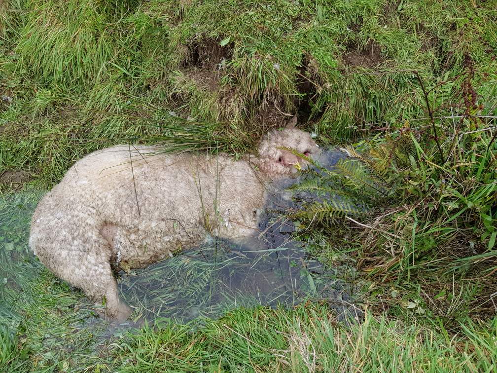 Sheep killed in dogs attacks