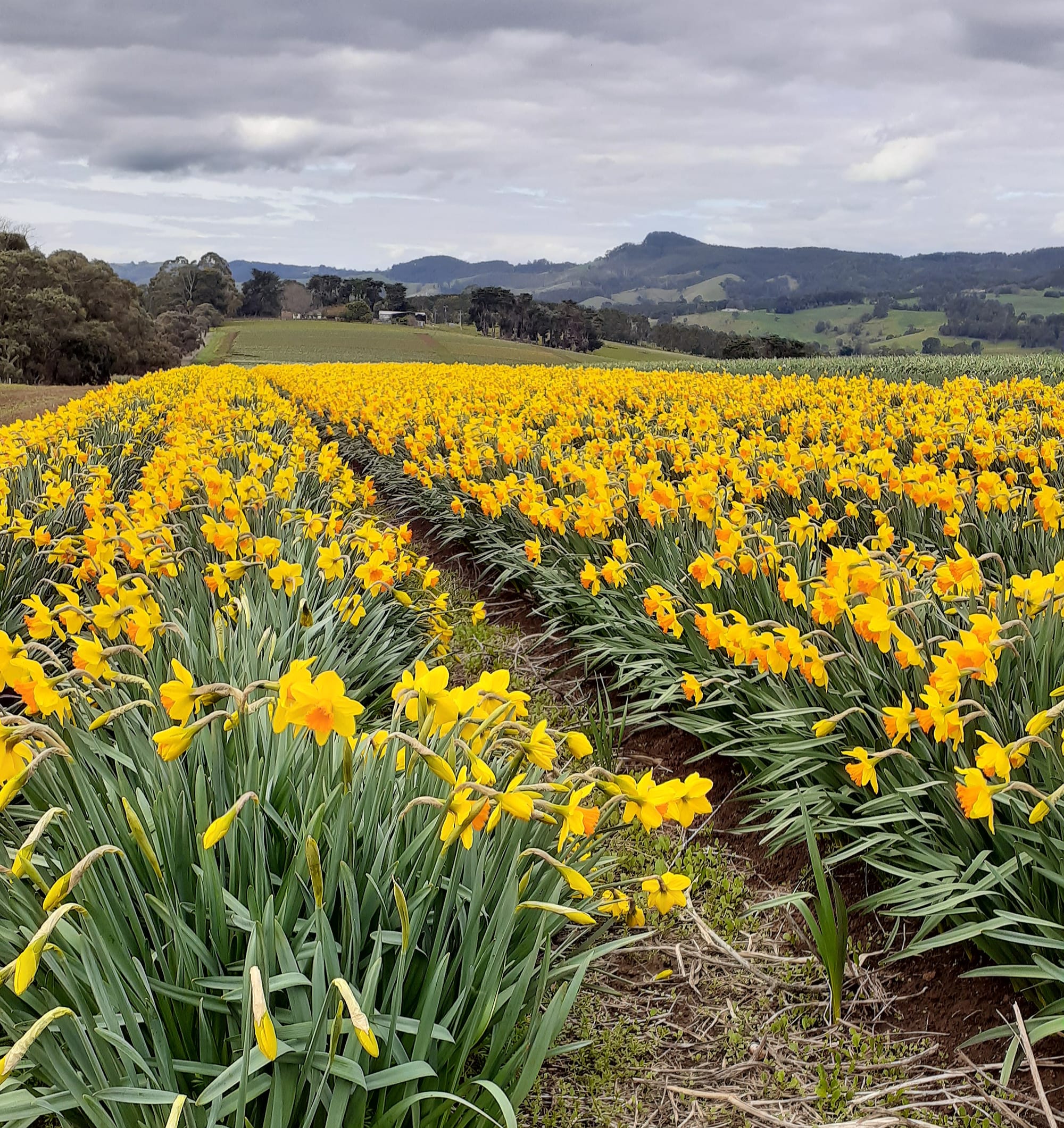 Rain records smashed