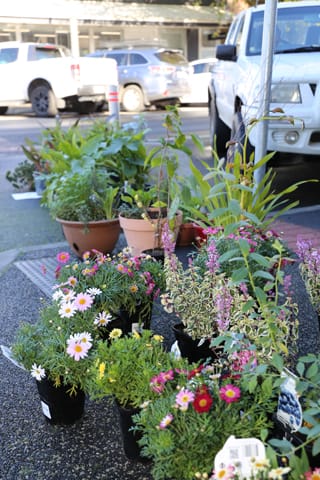 Hallora Fundraiser  - 2021 