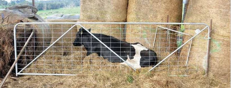 Care is critical to manage downer cows