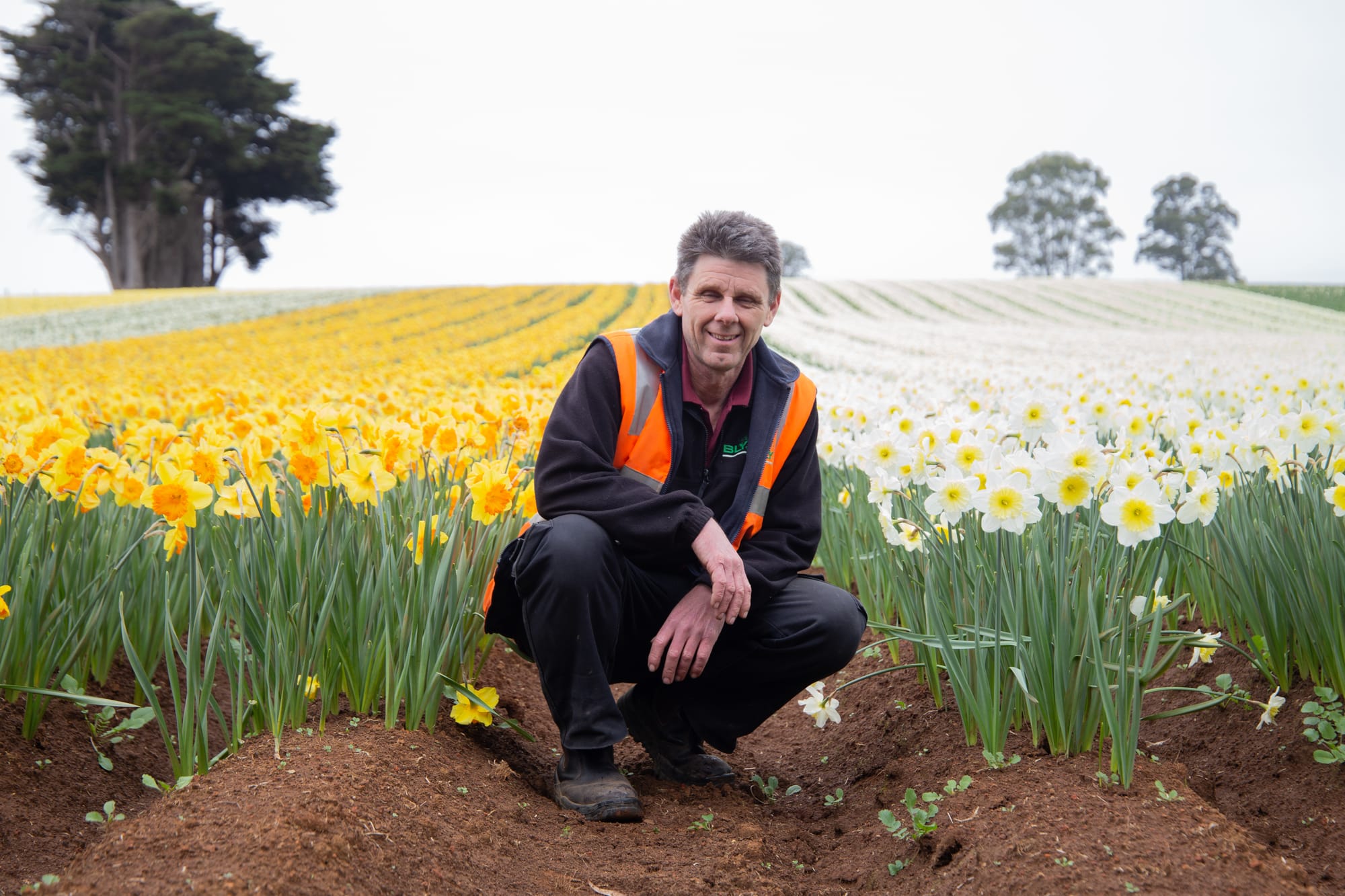 Daffodils springing up at Ellinbank