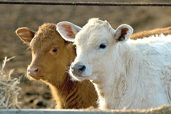 Early weaning of beef calves
