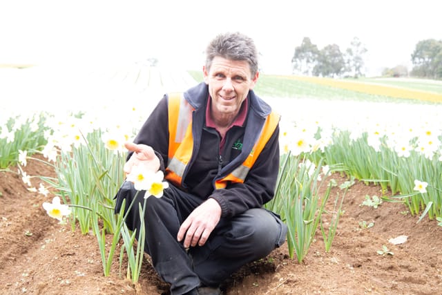 Spring Daffodils- 26.08.2021 