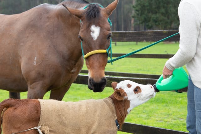 Horse & Calf - 26.08.2021  