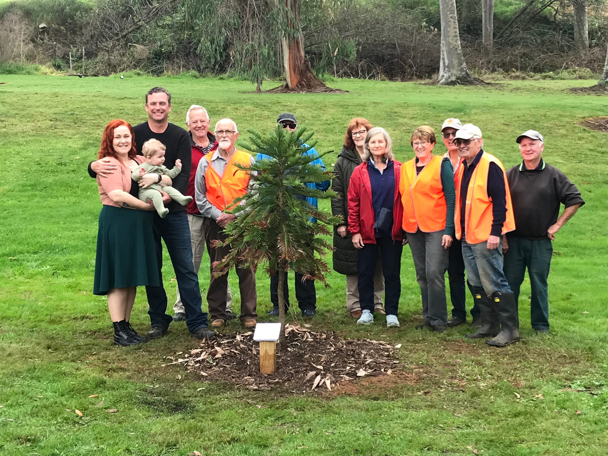 Wollemi Pine finds new home