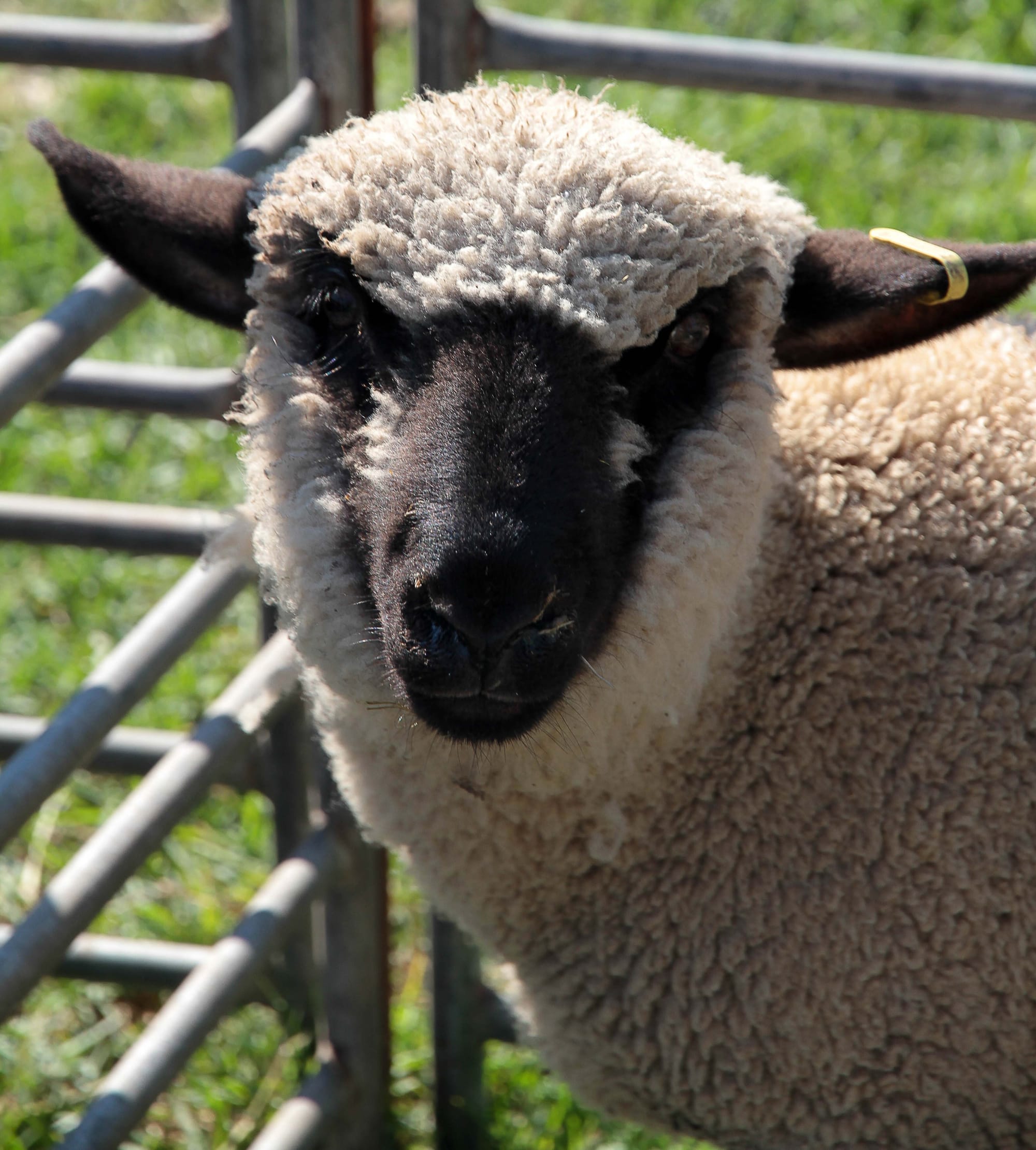 Bunyip Show - 27.03.22