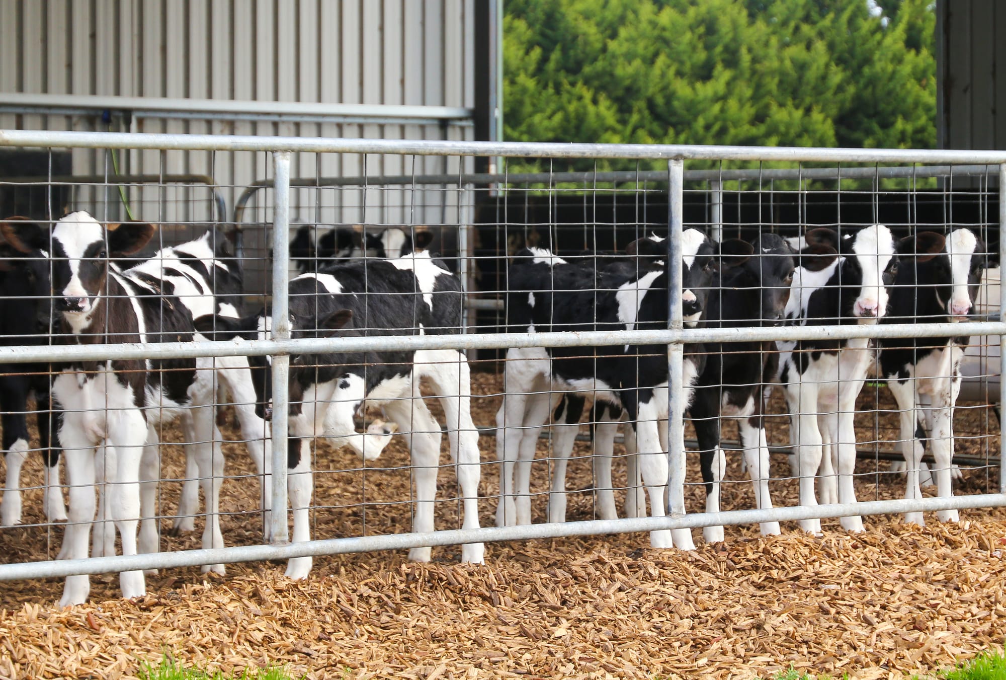 Resources for saving energy on dairy farms