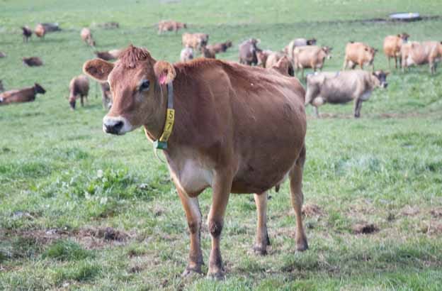Prices up, confidence down