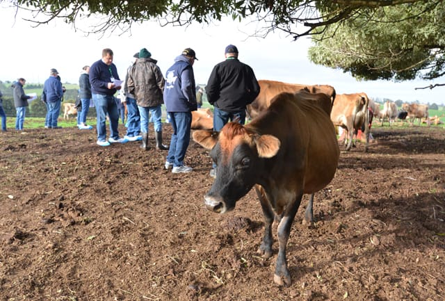 Jersey Farm - 01.06.2021 