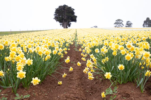 Spring Daffodils- 26.08.2021 