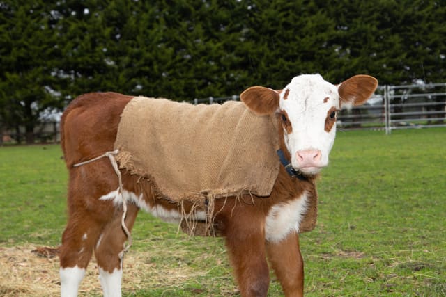 Horse & Calf - 26.08.2021 