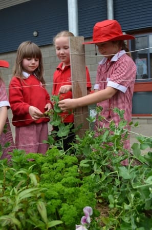 Students build green wall