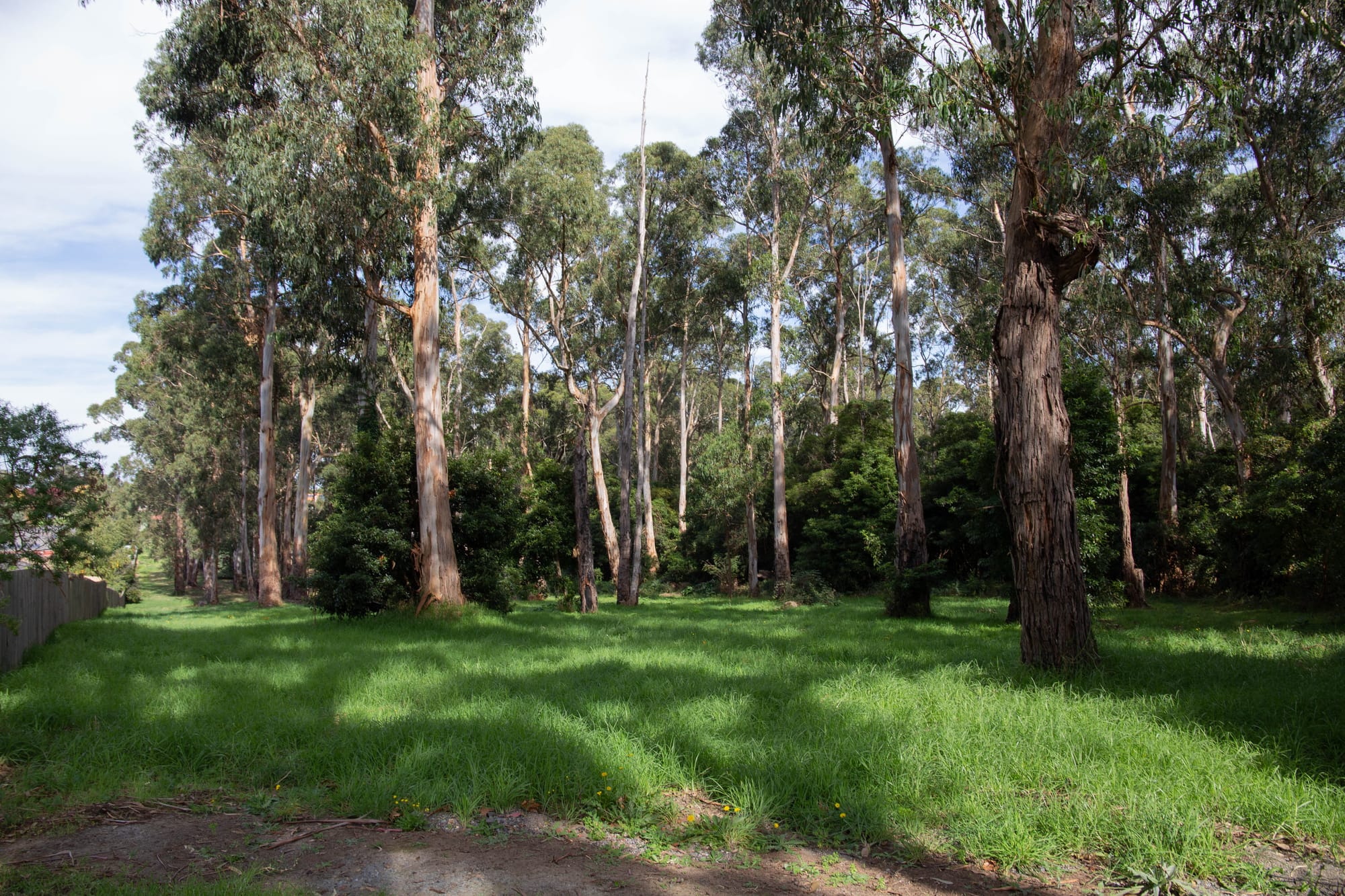 Council buys remnant bush block for reserve