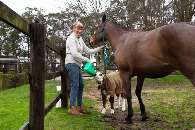 Horse & Calf - 26.08.2021  