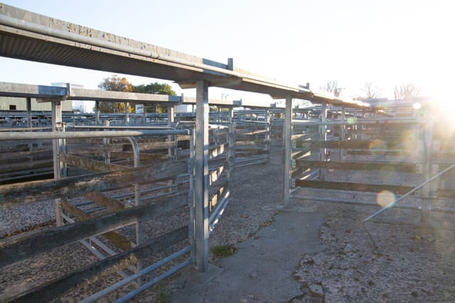 Sale Yards - 06.05.2021 